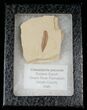 Fossil Caesalpinia Leaf - Green River Formation #16321-2